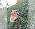 Small Photo #3 English Cream Golden Retriever Puppy For Sale in CENTERTOWN, MO, USA
