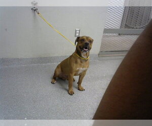 Chinese Shar-Pei Dogs for adoption in Pasadena, TX, USA