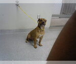 Small Chinese Shar-Pei