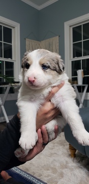 Medium Photo #2 Border Collie Puppy For Sale in ROCK ISLAND, IL, USA