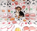 Small #12 Poodle (Toy)