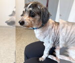 Small #1 Doxiepoo (Miniature)