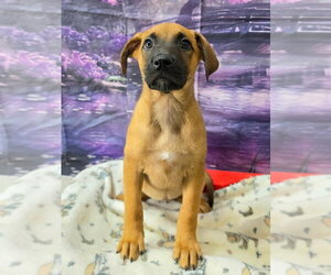 Mew - Female Shepradors Dog for Adoption - Photo #2