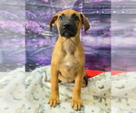 Small Photo #2 Shepradors Puppy For Sale in Lakewood, CO, USA