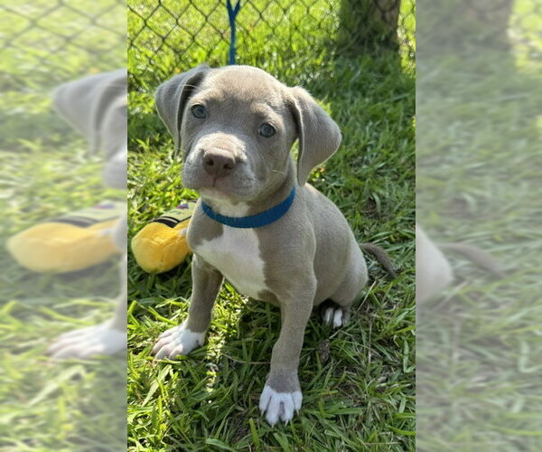 Medium Photo #3 Bulldog Puppy For Sale in Tarrytown, GA, USA