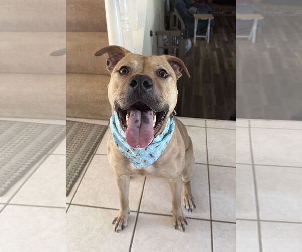 Medium Photo #3 American Pit Bull Terrier-Unknown Mix Puppy For Sale in Clarkston, MI, USA