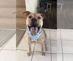 Small #2 American Pit Bull Terrier Mix