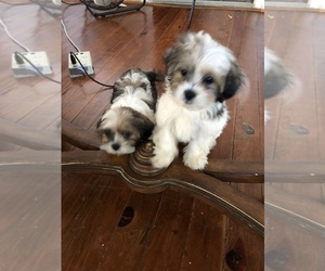 Shih Tzu Puppy for sale in CENTERVILLE BRANCH, GA, USA