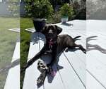 Small Labrador Retriever Mix