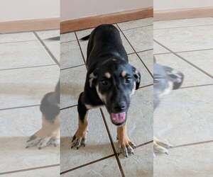 Cookie's Puppies *Help! We need a foster home!* - Female Labrador Retriever-Unknown Mix Dog for Adoption - Photo #2
