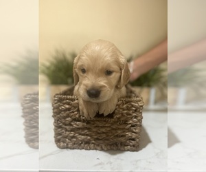 Golden Retriever Puppy for sale in INDIO, CA, USA