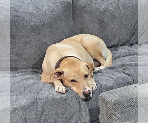 Medium Photo #3 Labrador Retriever-Unknown Mix Puppy For Sale in Mount Pleasant, SC, USA