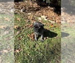 Small Photo #2 Pug Puppy For Sale in BRIDGEPORT, CT, USA