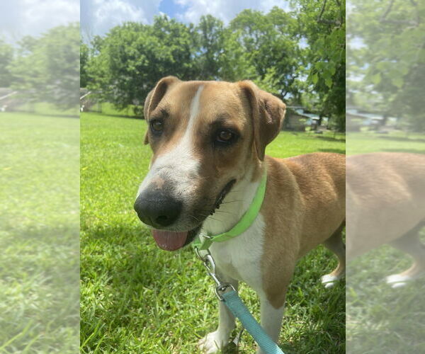 Medium Photo #4 Mutt Puppy For Sale in San Leon, TX, USA