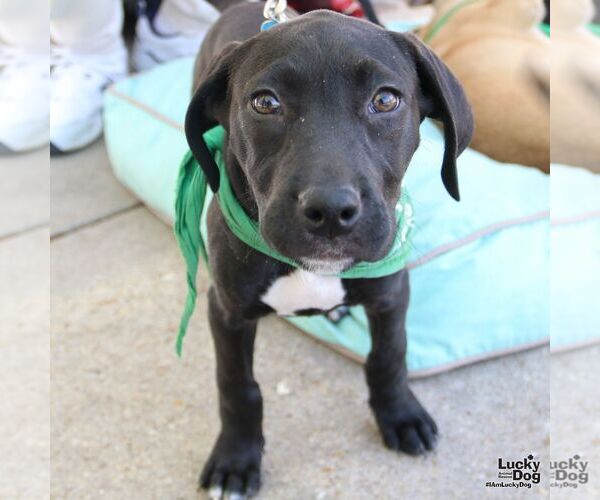 Medium Photo #10 Labrador Retriever-Unknown Mix Puppy For Sale in Washington, DC, USA