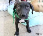 Small #9 Labrador Retriever Mix