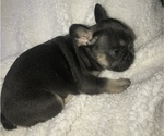Small Photo #4 French Bulldog Puppy For Sale in TEMPE, AZ, USA