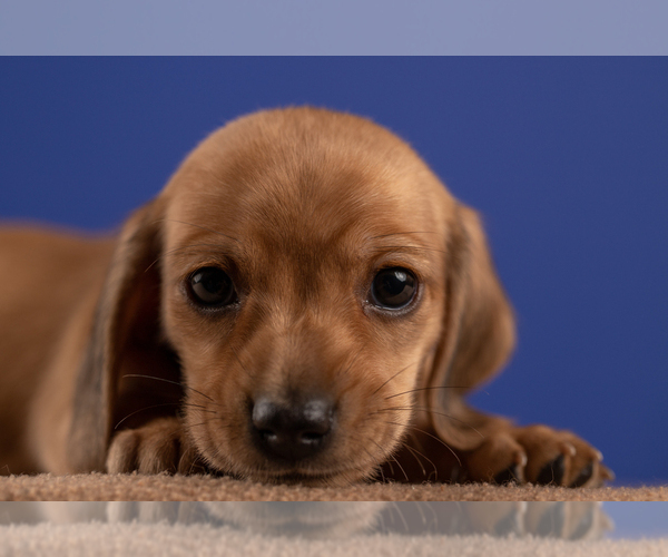 Medium Photo #34 Dachshund Puppy For Sale in CROWLEY, TX, USA