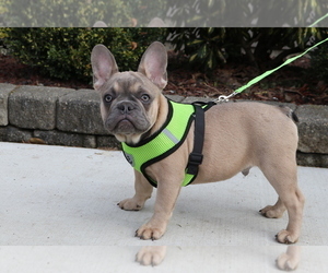 French Bulldog Puppy for sale in SEATTLE, WA, USA