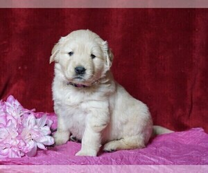 Golden Retriever Puppy for sale in FREDERICKSBG, OH, USA