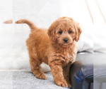 Small Photo #13 Goldendoodle Puppy For Sale in SYRACUSE, IN, USA
