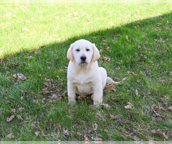 Medium Photo #4 Labrador Retriever Puppy For Sale in SYRACUSE, IN, USA
