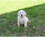 Small #3 Labrador Retriever