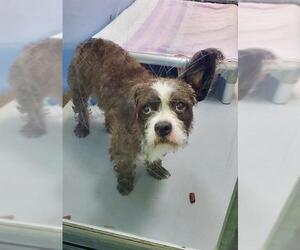 Border Terrier-Unknown Mix Dogs for adoption in Las Vegas, NV, USA