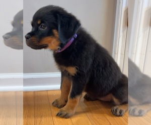 Rottweiler Puppy for Sale in PINEHURST, North Carolina USA