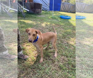 Huskies -Rhodesian Ridgeback Mix Dogs for adoption in Chatham, VA, USA