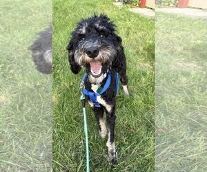 Poodle (Standard)-Unknown Mix Dogs for adoption in Clarkston, MI, USA