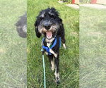 Georgie - Male Poodle (Standard)-Unknown Mix Dog for Adoption - Small photo