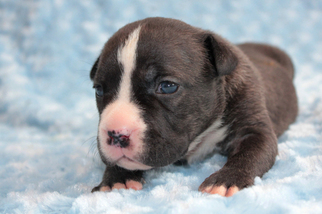 American Bully Puppy for sale in LITTLESTOWN, PA, USA