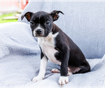 Small #10 Boston Terrier