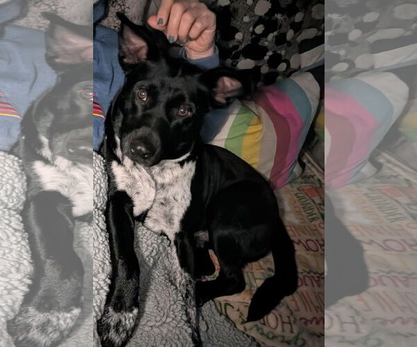 Medium Photo #6 Border Collie-Unknown Mix Puppy For Sale in Mount Laurel, NJ, USA