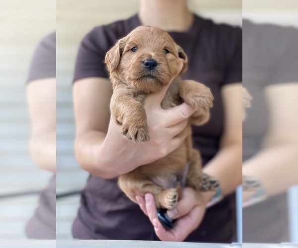 Medium Photo #1 Goldendoodle Puppy For Sale in PICKENS, SC, USA