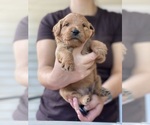 Puppy Charlie Goldendoodle
