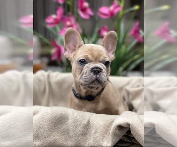 Medium Photo #1 French Bulldog Puppy For Sale in WATSONVILLE, CA, USA