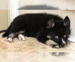 Small Photo #12 Pomsky Puppy For Sale in SEBRING, FL, USA