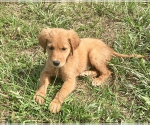Golden Retriever Puppy for sale in STONEVILLE, NC, USA