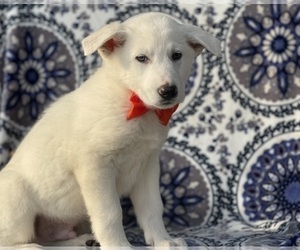 German Shepherd Dog Puppy for sale in LANCASTER, PA, USA