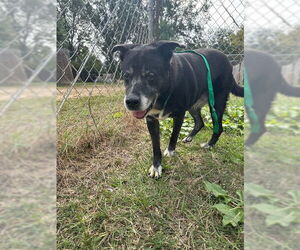 Labrador Retriever-Unknown Mix Dogs for adoption in Jackson, MS, USA