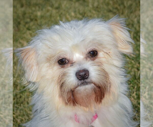 Medium Photo #6 Maltese-Unknown Mix Puppy For Sale in Huntley, IL, USA