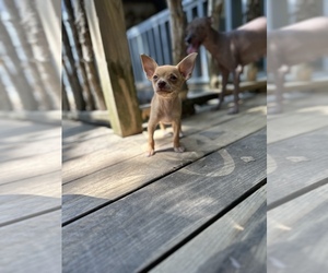 Chihuahua Puppy for sale in LARUE, TX, USA