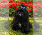 Small Shih Tzu