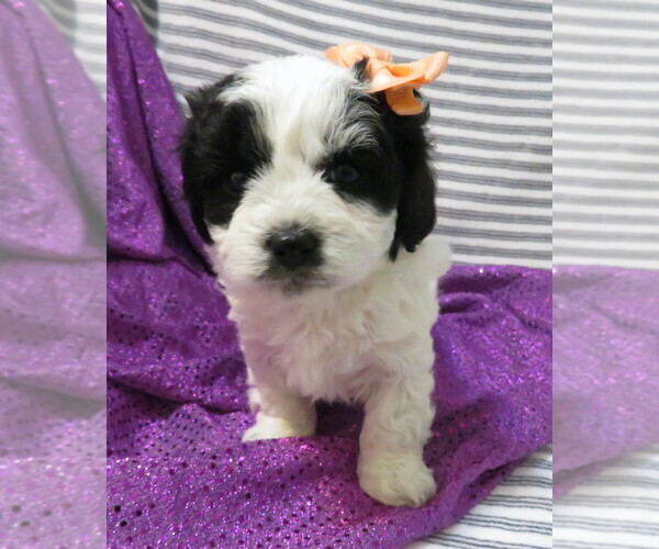 Medium Photo #3 ShihPoo Puppy For Sale in DONGOLA, IL, USA