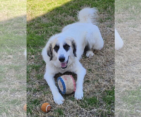 Medium Photo #3 Great Pyrenees Puppy For Sale in Dallas, TX, USA