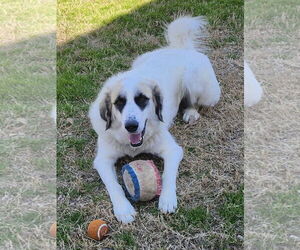 Lizzy - Female Great Pyrenees Dog for Adoption - Photo #3