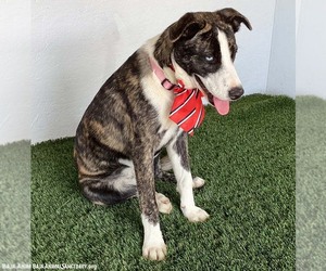 Francine - Female Mutt Dog for Adoption - Photo #4