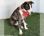 Small Photo #4 Mutt Puppy For Sale in San Diego, CA, USA